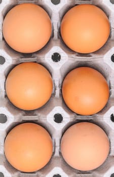 Chicken eggs in egg tray 