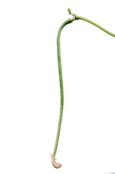 Green fresh cow pea isolated on white