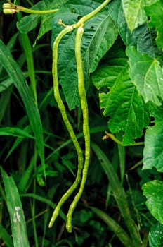 Green fresh cow pea on the vegetable garden