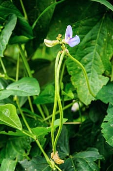 Green fresh cow pea on the vegetable garden