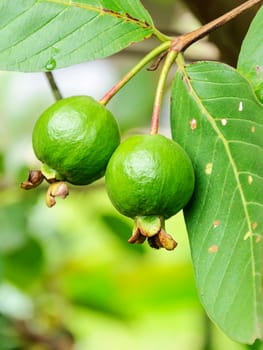 Guava fruit on the tree (Psidium guajava) 