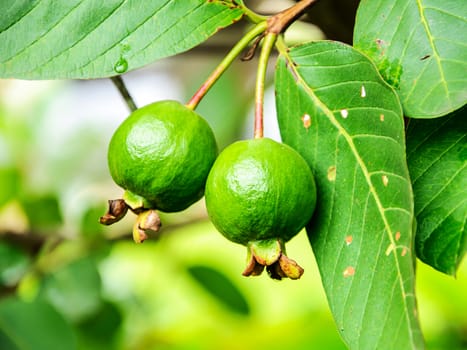 Guava fruit on the tree (Psidium guajava) 