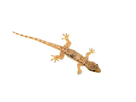 Lizard isolated on white background 