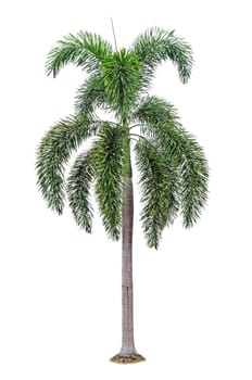 Palm tree isolated on white background 