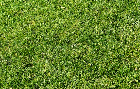 Close up on fresh green grass texture background