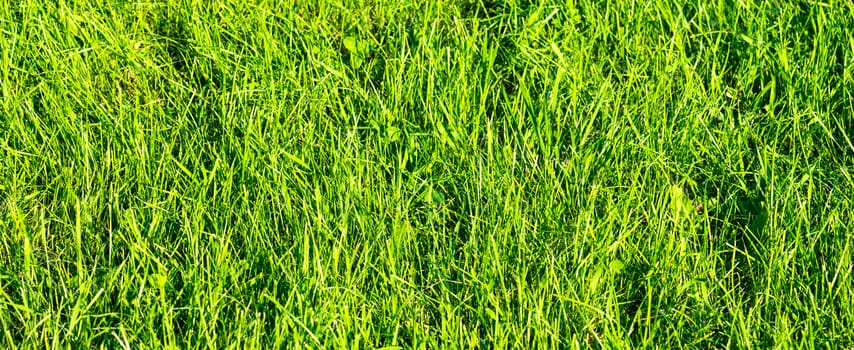 Close up on fresh green grass texture background