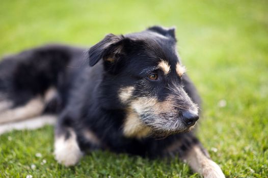 Crossbreed Dog lying on the Grass