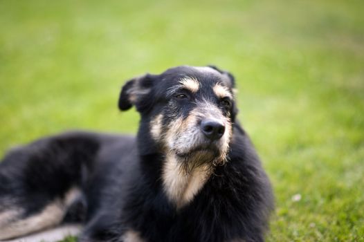 Crossbreed Dog lying on the Grass