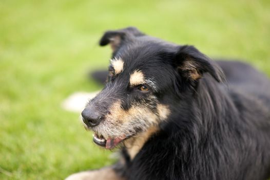 Crossbreed Dog lying on the Grass