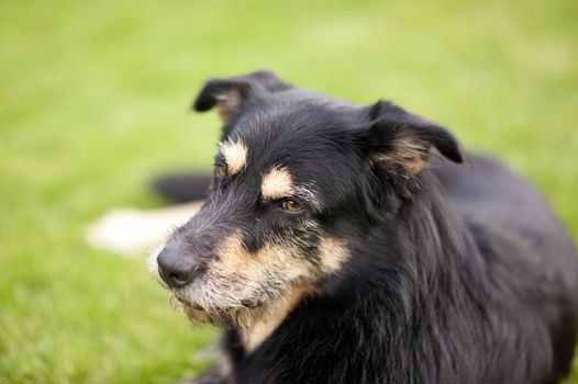 Crossbreed Dog lying on the Grass