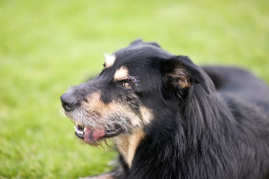 Crossbreed Dog lying on the Grass