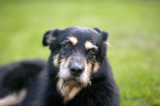 Crossbreed Dog lying on the Grass