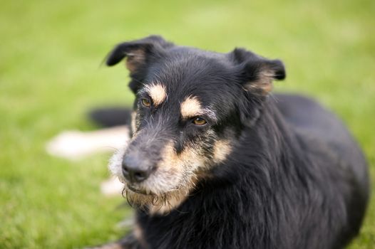 Crossbreed Dog lying on the Grass