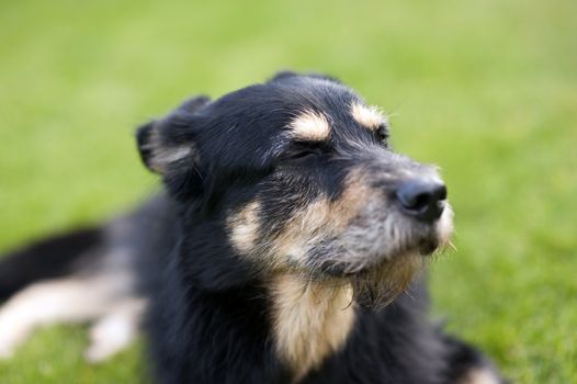 Crossbreed Dog lying on the Grass