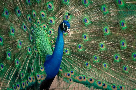 green beautiful peacock splendid with feathers out