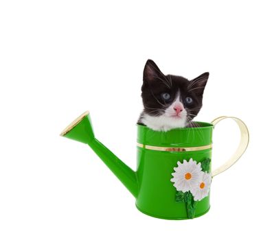 Three week old kitten in a green watering can.  Shot on white background.