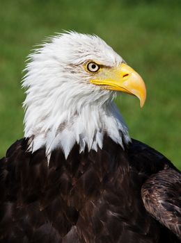 Hi-Res portrait of a slightly wet, American Bald Eagle.
