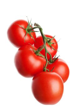 Five organically-grown tomatoes on the vine.  Shot on white background.