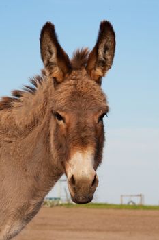 Portrait of Suzie, a donkey on a farm.