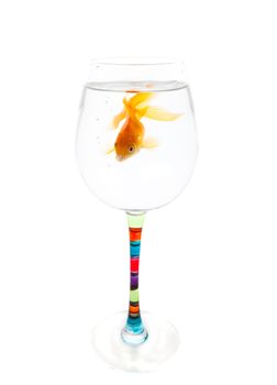 A goldfish whose home has become too small.  Conceptual.  Time to move to a bigger home.  Shot on white background.