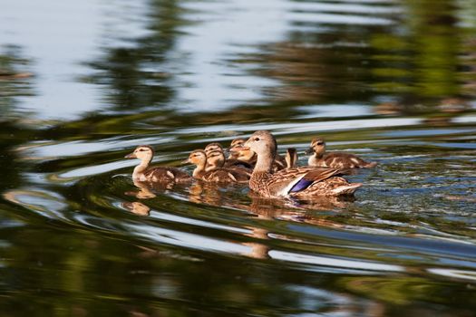 A Mallard Duck and eight ducklings swimming in a pond.