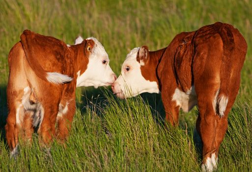 Two baby calves touch noses and lick each other affectionately.  Shot in early evening light (golden hour).