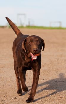 A three year old chocolate lab playing fetch.