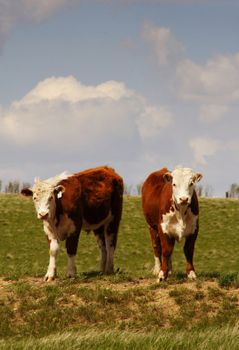 Two Hereford yearling cows standing on a grassy hill.