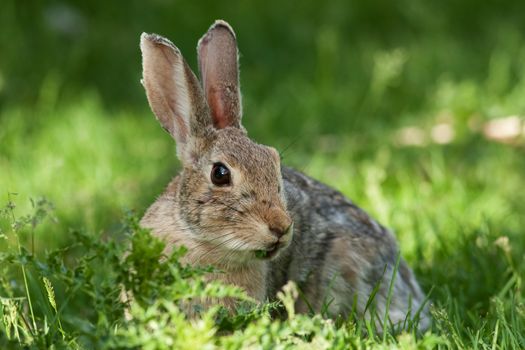 A wild rabbit grazing on some wild foliage.