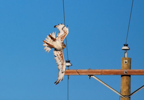 Electrocutions and collisions with electric power lines cause the death of thousands of raptors every year.  This female  Ferruginous Hawk only clipped one wire with her wing and was not injured.