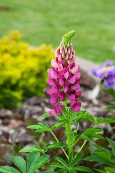 A fushia lupin in an urban flower bed.  Perennial.