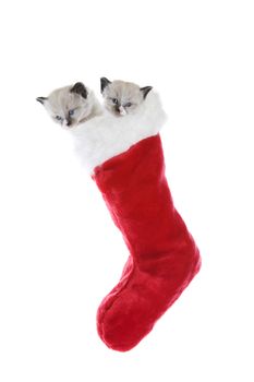 Two purebred, Snowshoe Lynx-point Siamese kittens in a Christmas stocking.