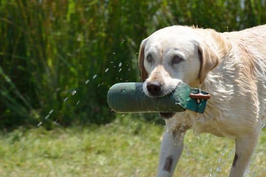 Retriever returning with toy