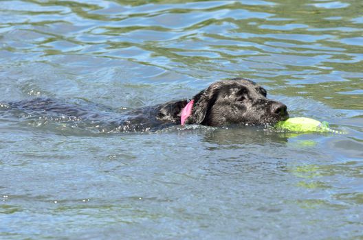 Black labrador swimming