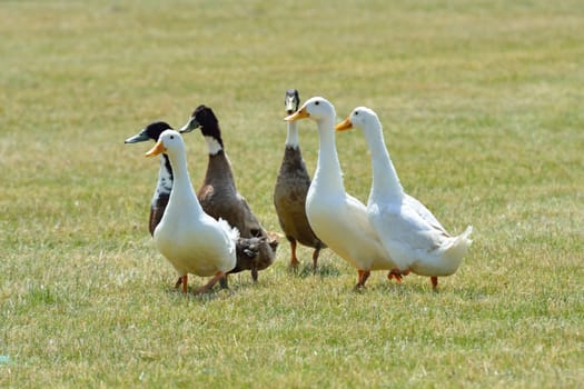 Small group ducks