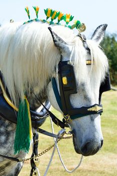 White shire horse portrait