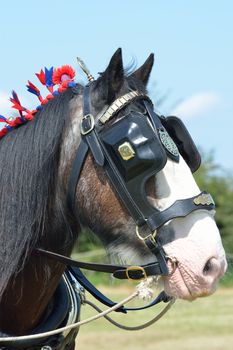 Brown and white shire horse