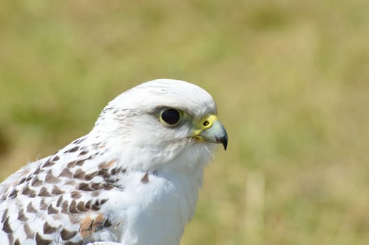 White falcon head