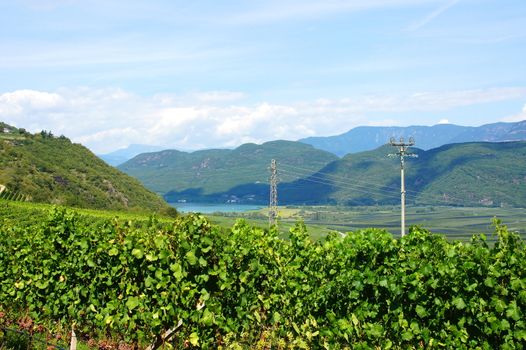 Weinlandschaft in Südtirol mit Kalterer See