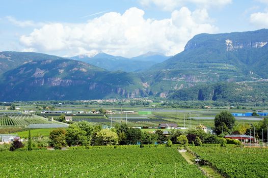 Weinlandschaft bei Auer und Tramin in Südtirol