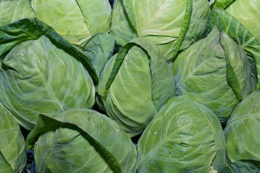 spring cabbage in the field