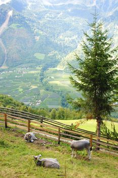 Viehweide bei Partschins in Südtirol