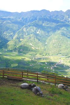 Viehweide in Südtirol mit der Texelgruppe im Hintergrund