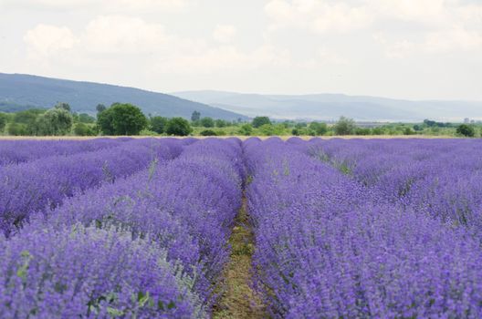 Photo of the Purple Lavender Blossom Field
