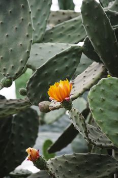 Photo of Green Growing Cactus Plant With Flower 