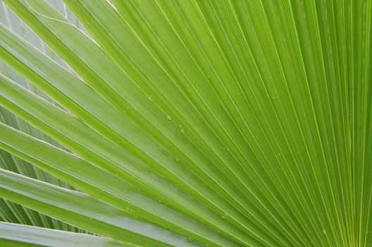 Photo of the Palm Green Leaf Background