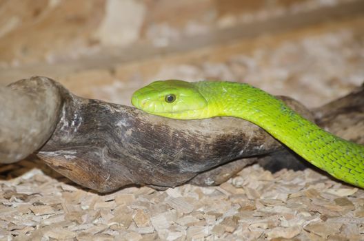 Photo of the Dendroaspis angusticeps (Green Mamba)