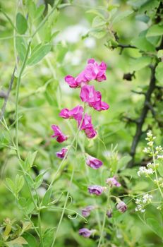 Spring or Summer Flower Over Natural Background