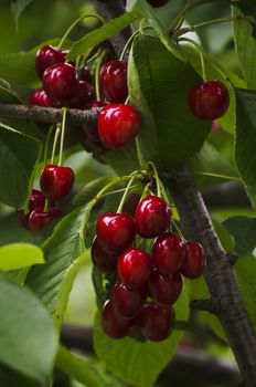 Red Cherry Branch Over Green Leaves