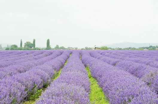 Photo of the Purple Lavender Blossom Field